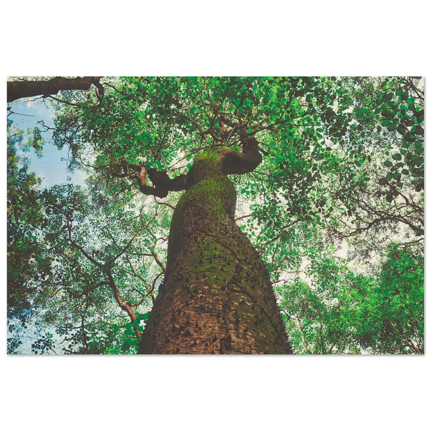 Three Eyes Tree Premium Wood Prints Dominican Wall Art Home Office Business Commercial Decor Pixio.Co - Pixio.Co