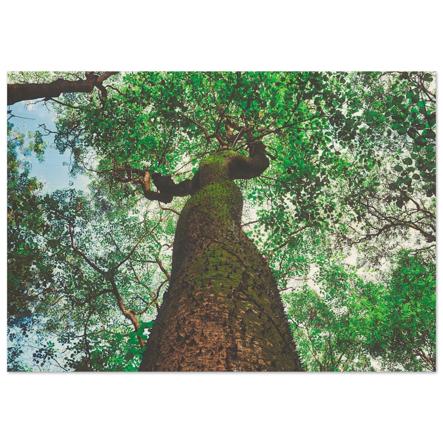 Three Eyes Tree Premium Wood Prints Dominican Wall Art Home Office Business Commercial Decor Pixio.Co - Pixio.Co