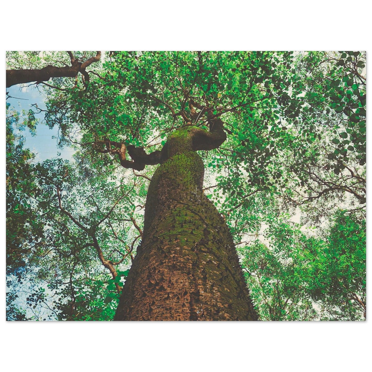 Three Eyes Tree Premium Wood Prints Dominican Wall Art Home Office Business Commercial Decor Pixio.Co - Pixio.Co