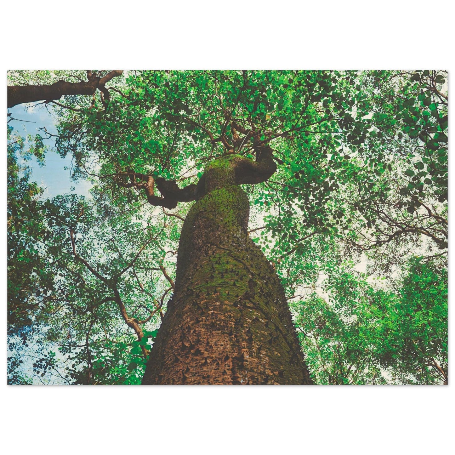 Three Eyes Tree Premium Wood Prints Dominican Wall Art Home Office Business Commercial Decor Pixio.Co - Pixio.Co