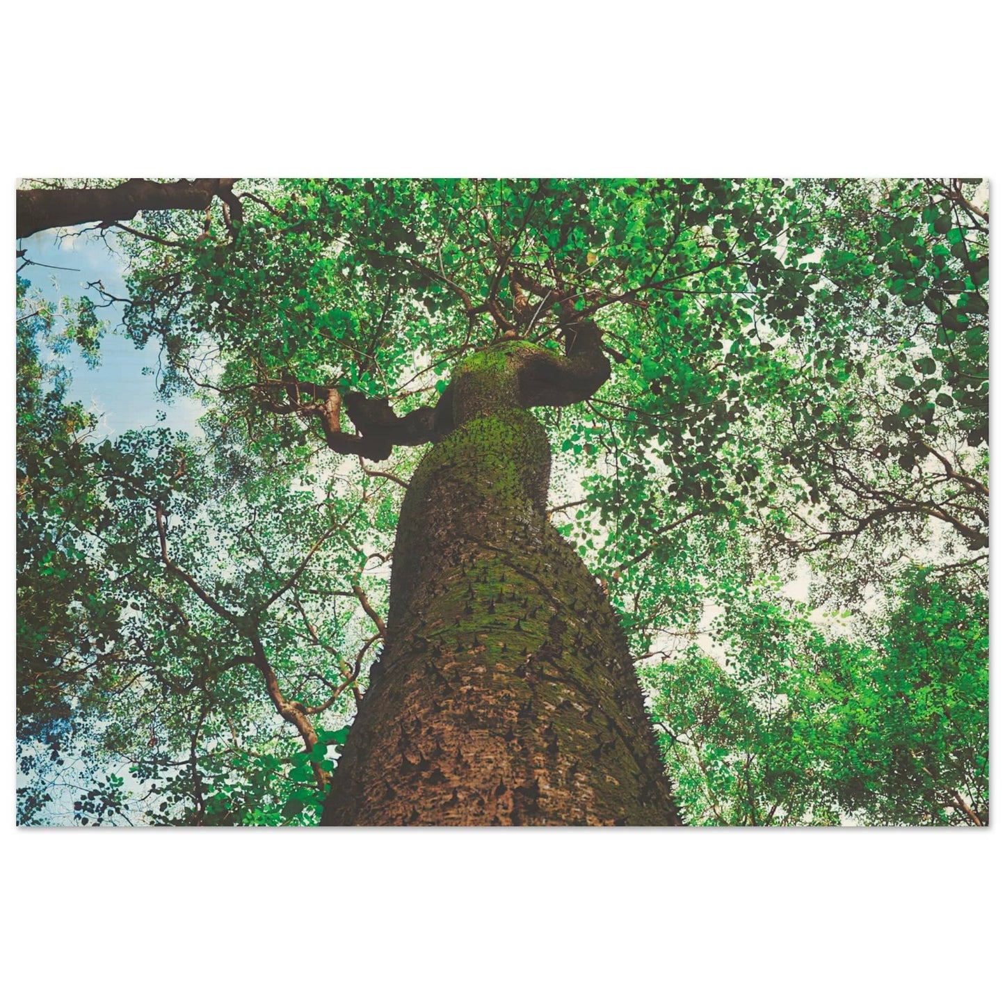 Three Eyes Tree Premium Wood Prints Dominican Wall Art Home Office Business Commercial Decor Pixio.Co - Pixio.Co