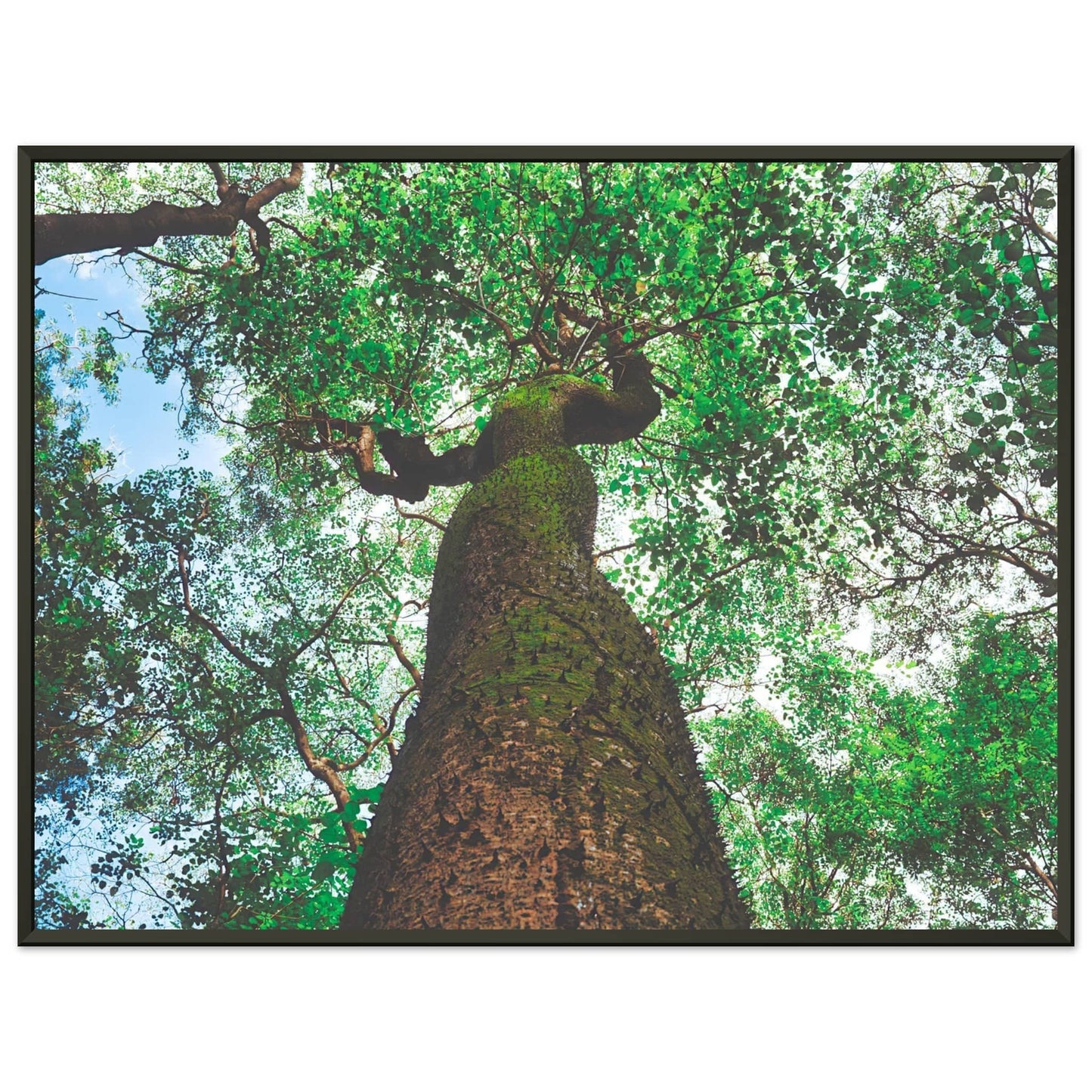 Three Eyes Tree Premium Mate Paper Metal Framed Dominican Wall Art Home Office Business Commercial Decor Pixio.Co - Pixio.Co