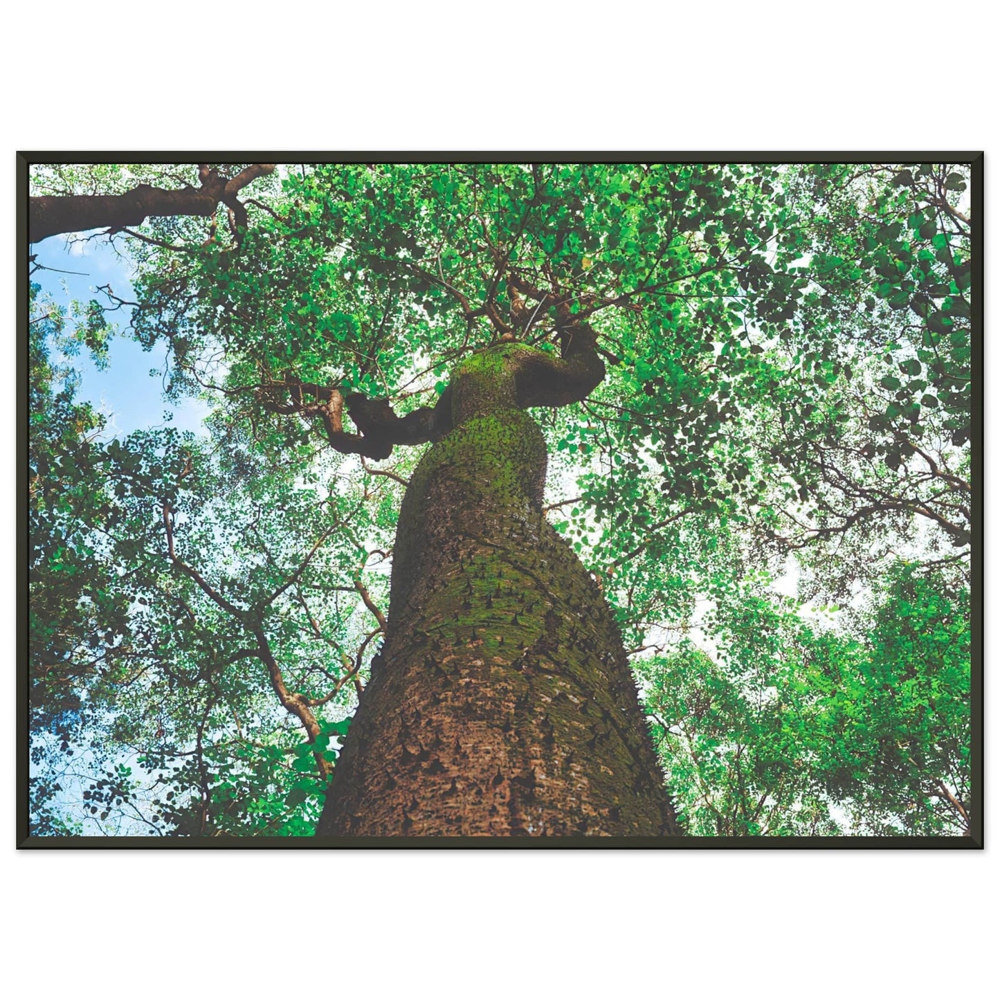 Three Eyes Tree Premium Mate Paper Metal Framed Dominican Wall Art Home Office Business Commercial Decor Pixio.Co - Pixio.Co