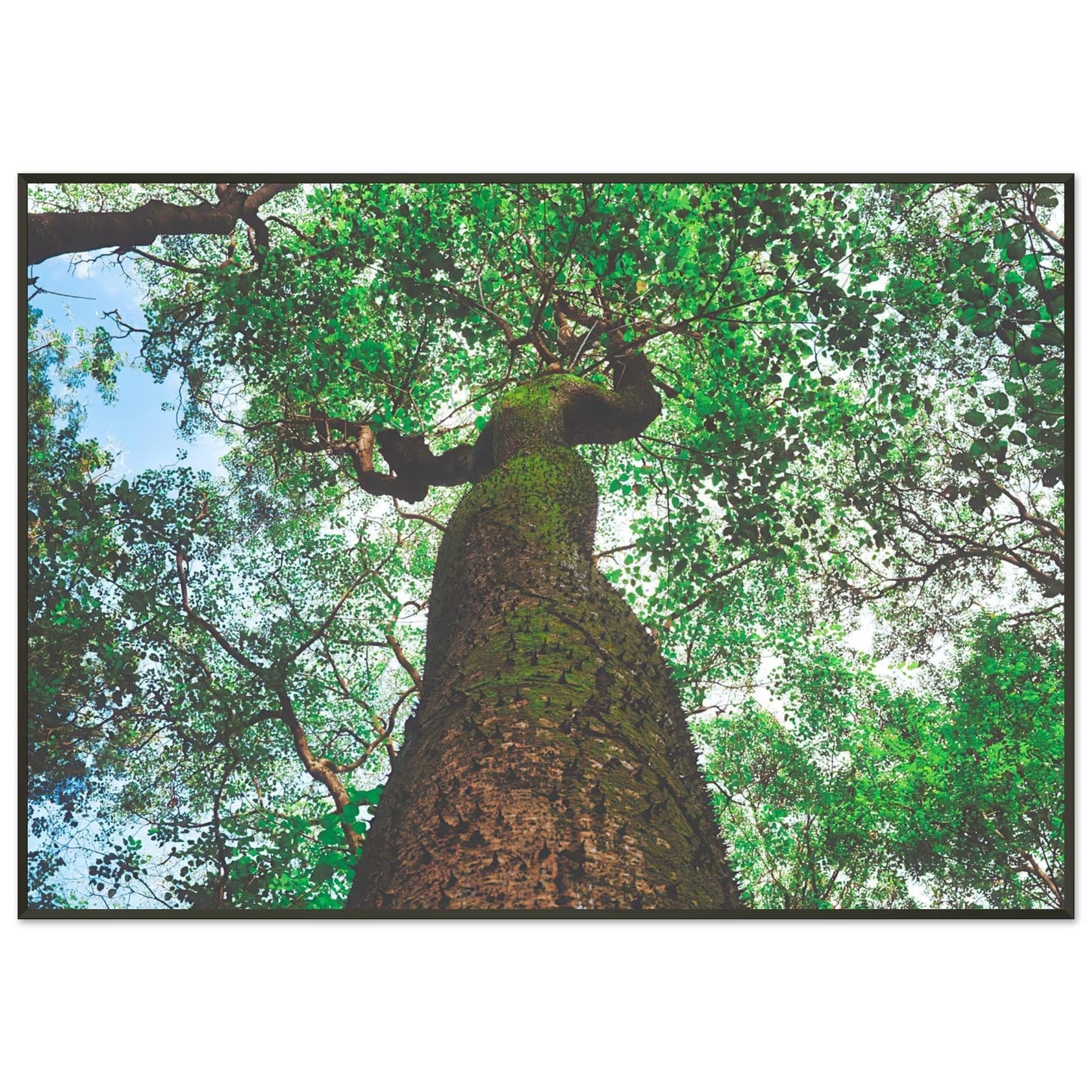 Three Eyes Tree Premium Mate Paper Metal Framed Dominican Wall Art Home Office Business Commercial Decor Pixio.Co - Pixio.Co