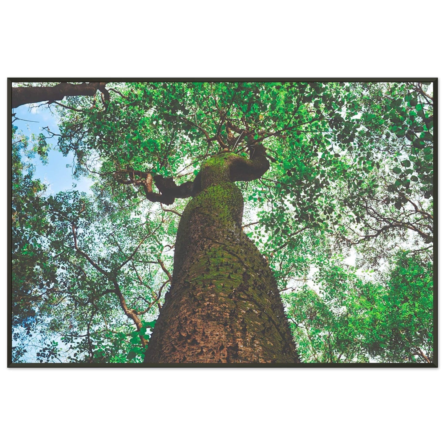 Three Eyes Tree Premium Mate Paper Metal Framed Dominican Wall Art Home Office Business Commercial Decor Pixio.Co - Pixio.Co